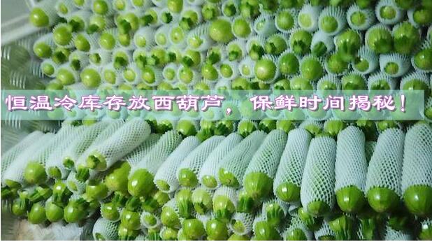 恒溫冷庫(kù)存放西葫蘆，保鮮時(shí)間揭秘!