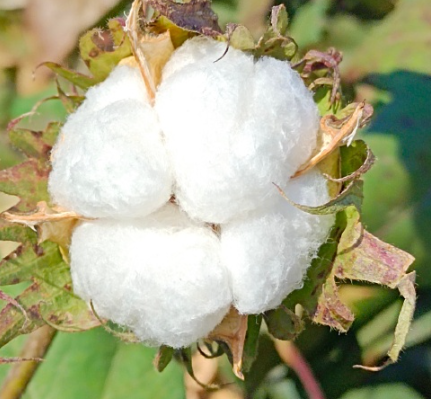 棉花需要放到冷庫存儲嗎？_上海開冉制冷