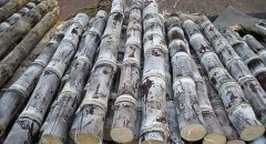 甘蔗可以放冷庫嗎？能放多久