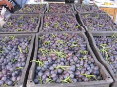 葡萄保鮮冷庫的安裝造價大概是多少？怎么計算的