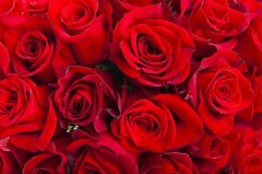 玫瑰花冷庫溫度多少度？安裝造價大概多少