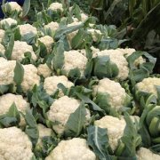 花菜冷庫設(shè)計安裝費用大概需要多少錢？