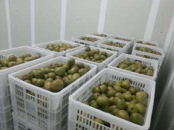 400平方獼猴桃保鮮庫(kù)