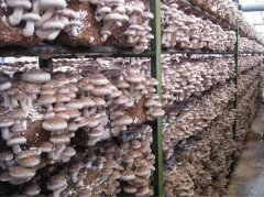 食用菌蘑菇保鮮冷庫溫度，貯藏技術介紹