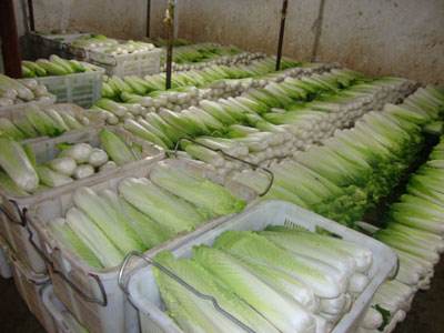 1500噸蔬菜保鮮冷庫 1500噸蔬菜保鮮冷庫