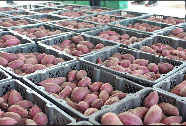 15000平果蔬批發市場冷庫 15000平果蔬批發市場冷庫