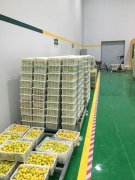 山東3000噸水果保鮮庫(kù)安裝造價(jià)預(yù)算多少?