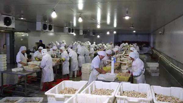 500噸魚(yú)類冷凍庫(kù) 500噸魚(yú)類冷凍庫(kù)