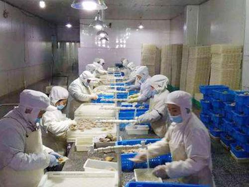 500噸魚(yú)類冷凍庫(kù) 500噸魚(yú)類冷凍庫(kù)