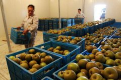 5000噸香梨保鮮冷庫安裝大概投資多少錢？