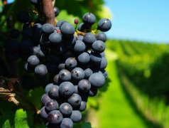 建造300噸葡萄保鮮冷庫需要多少錢？