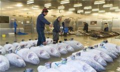 浙江-60℃超低溫凍庫(金槍魚水產(chǎn)冷凍庫)建造價(jià)格