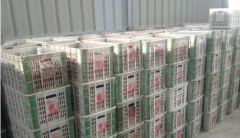 100噸荔枝保鮮冷庫多大面積，多少錢